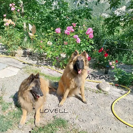 Domyv'loup